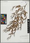 Foto von Salix alba subsp. alba L.
